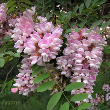 Robinia pseudoacacia Hillieri Locust tree