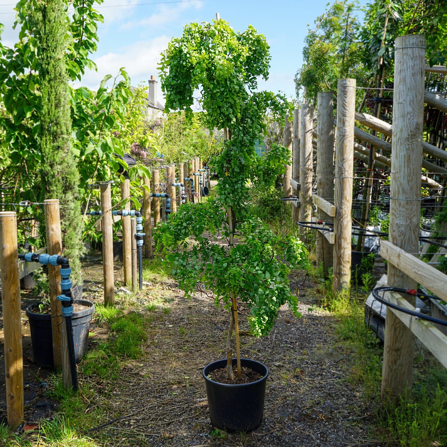 Robinia Lacy Lady, Twisty Baby, 20L pot