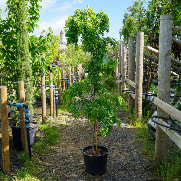 Robinia Lacy Lady, Twisty Baby, 20L pot