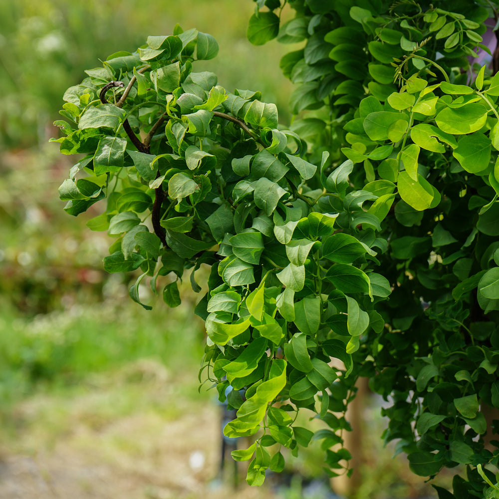 Robinia Lace Lady-Twisty Baby leaves