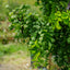 Robinia Lace Lady-Twisty Baby leaves
