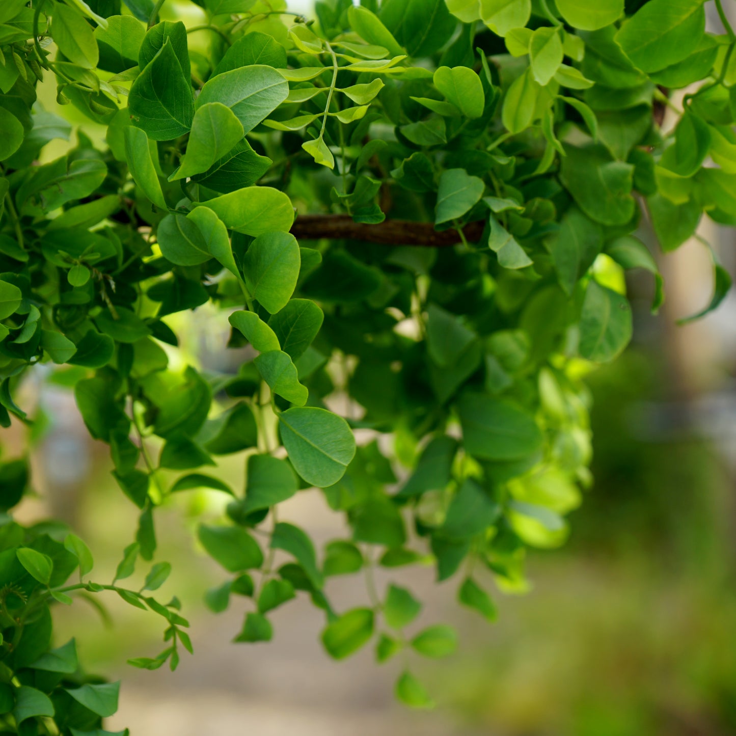 Robinia Lace Lady-Twisty Baby leaves