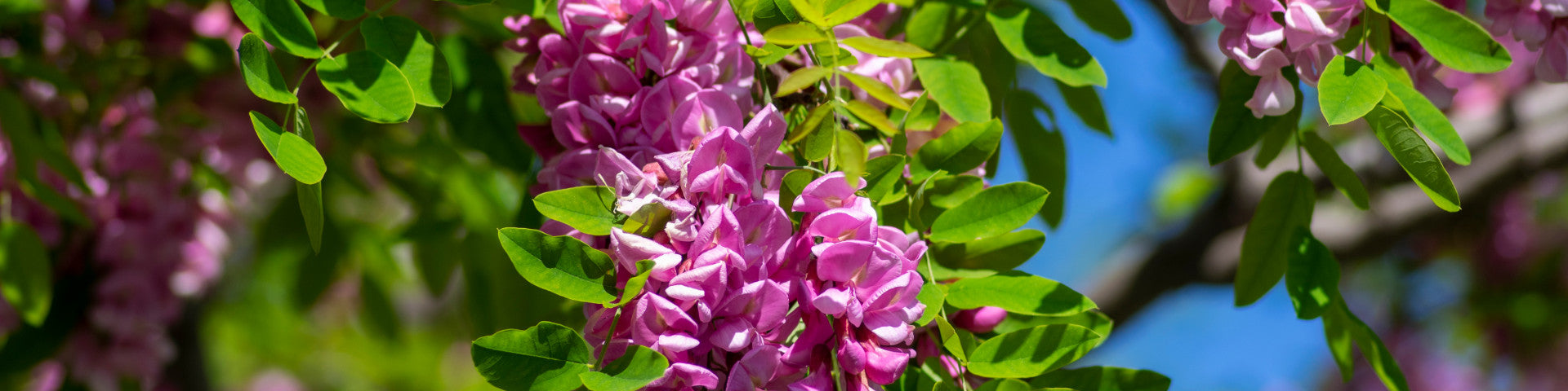 Pink Robinia flowers