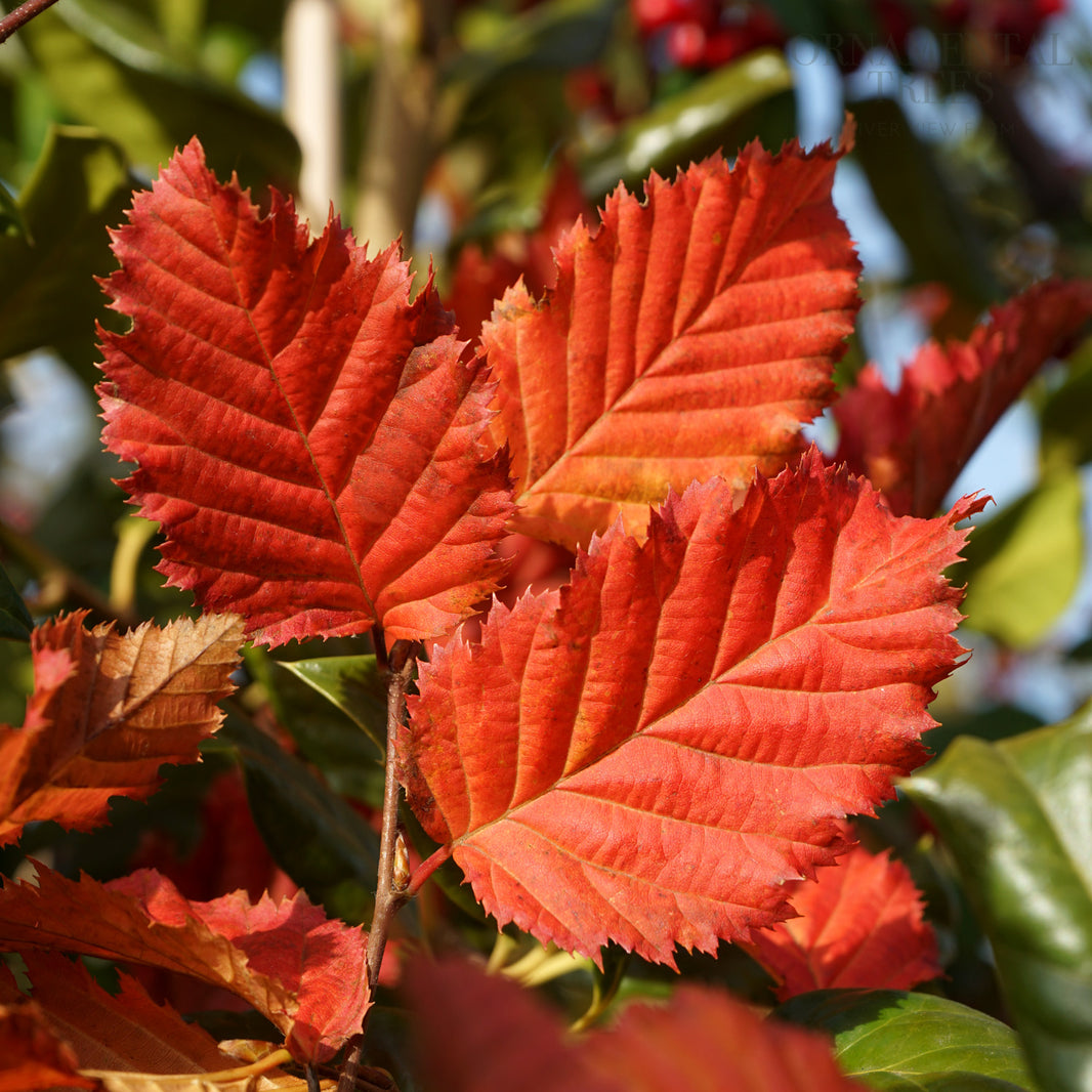 Carpinus betulus | European or Common Hornbeam Tree | Ornamental Trees