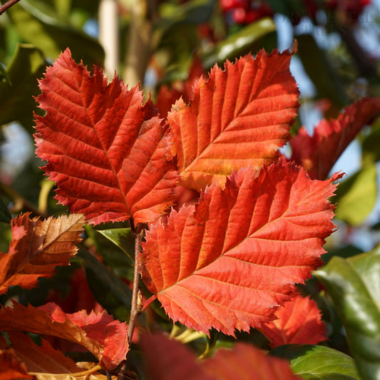 Rockhampton red leaves autumn