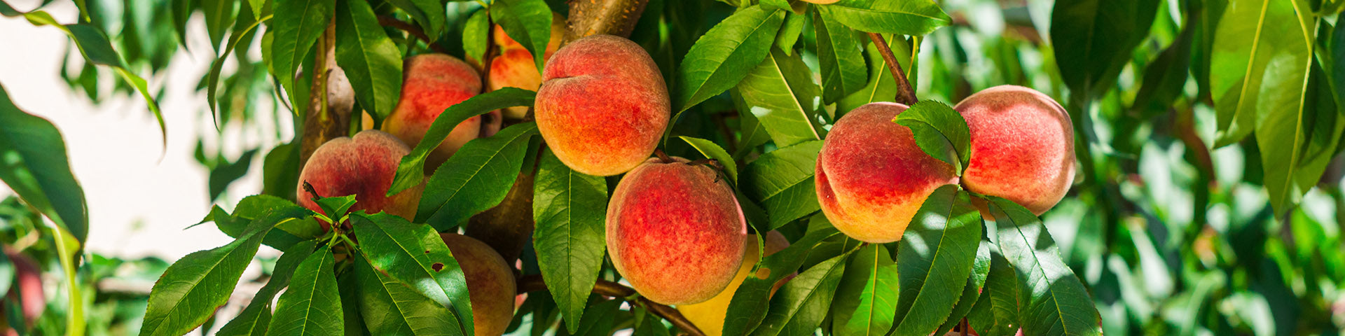 Peach tree