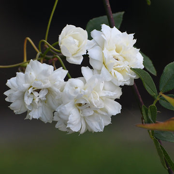 Rose Banksia Alba