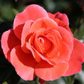 Bush, 30-50cm, 3L pot