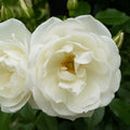 Bush, 30-50cm, 3L pot