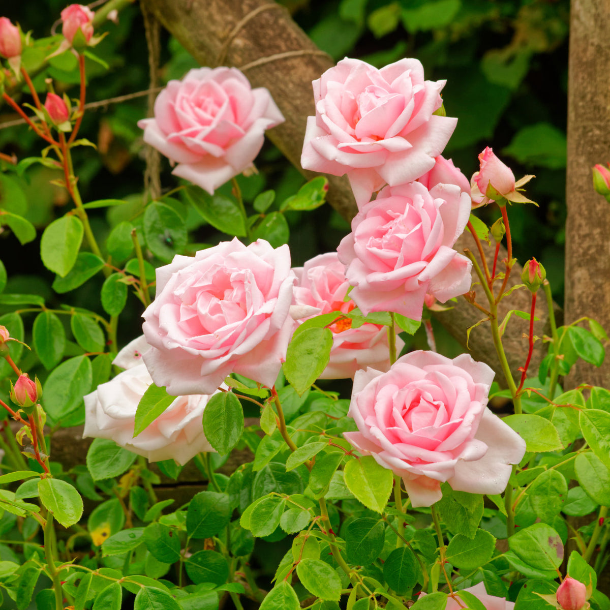 Unique Pink Roses Unique Rose Happy New Home Rose Housewarming New House Gift