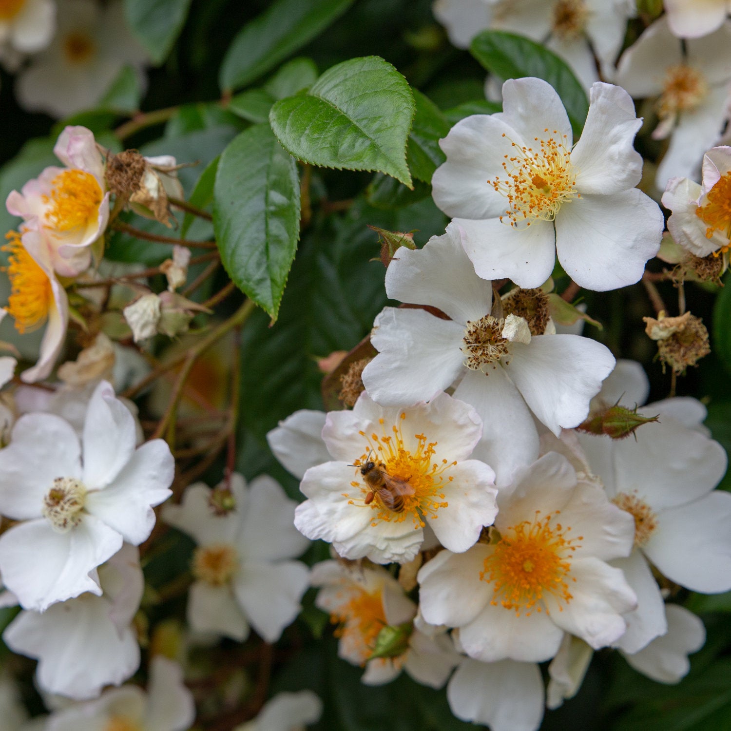White Rambler Roses Rose 'Wedding Day' | Buy White Rambling Roses – Ornamental Trees