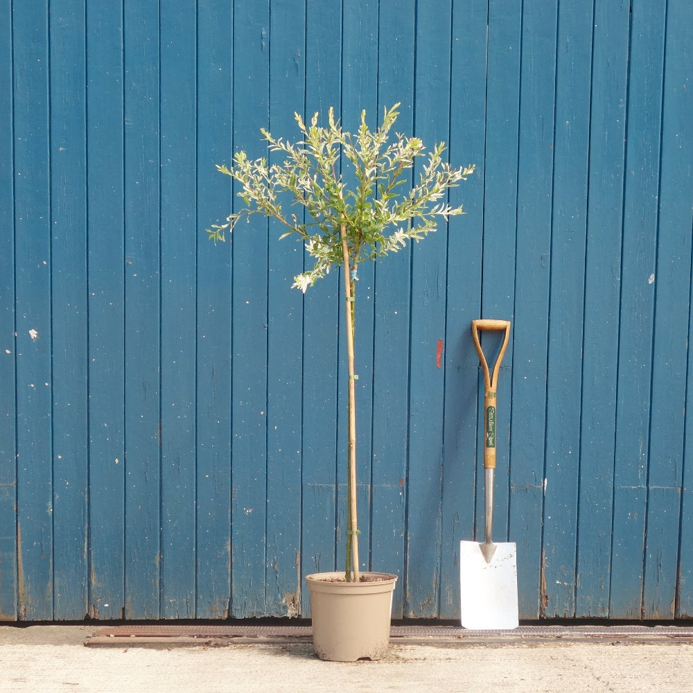 Salix integra 'Hakuro-Nishiki' Tree