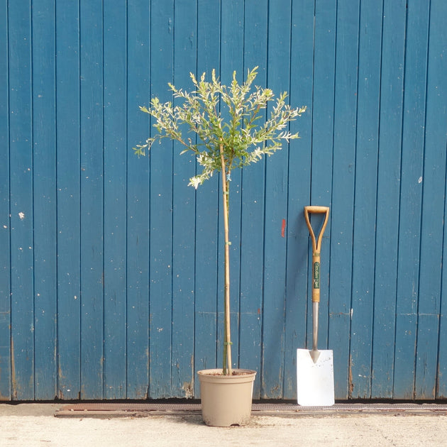 Salix integra 'Hakuro-Nishiki' Tree