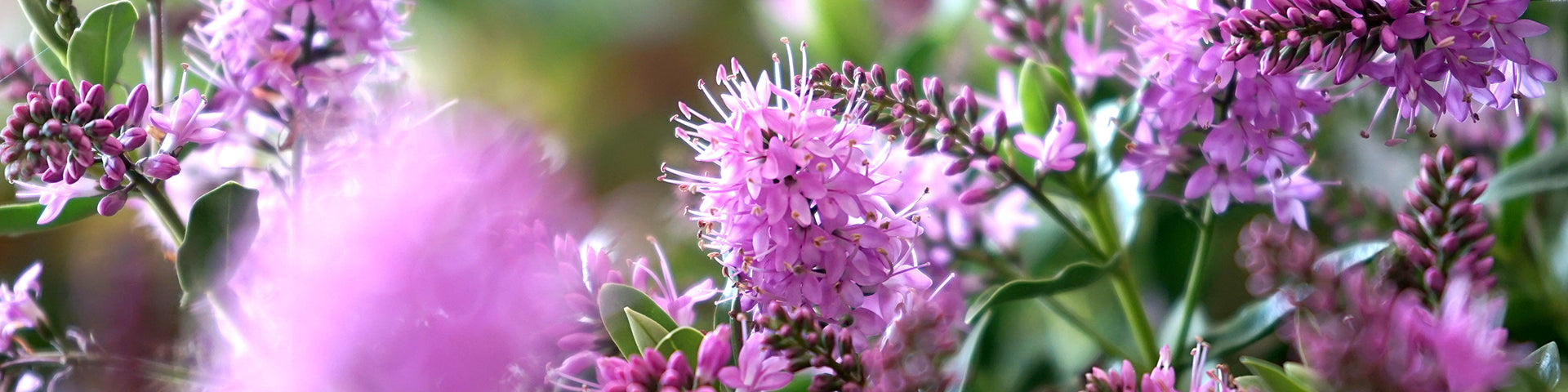 Flowering shrub banner