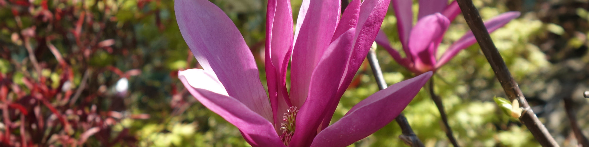 Small Magnolia Susan