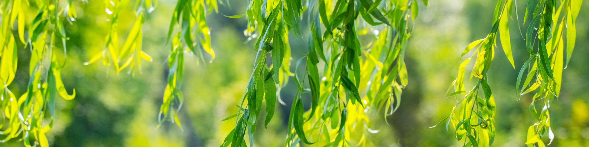 Small weeping tree banner