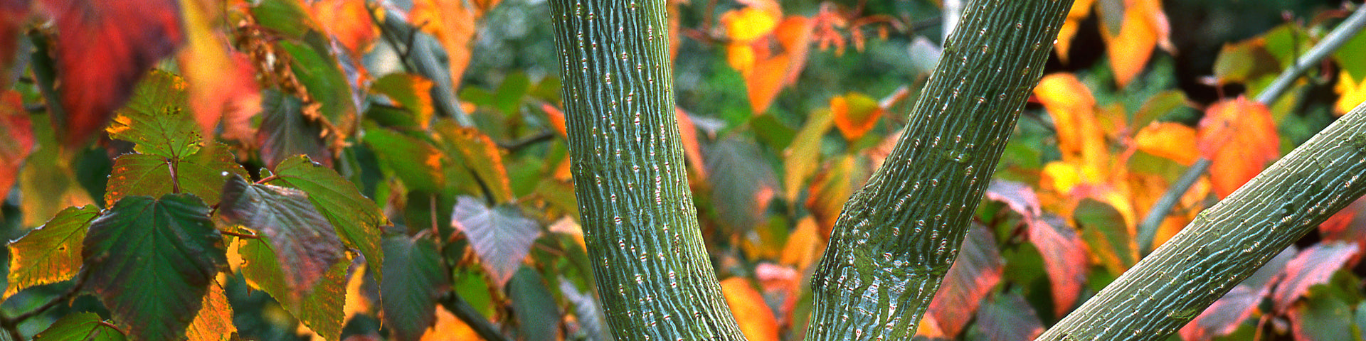 Snake Bark Maple tree closeup