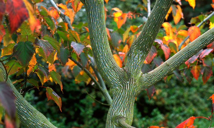 Snake Bark Maple tree closeup