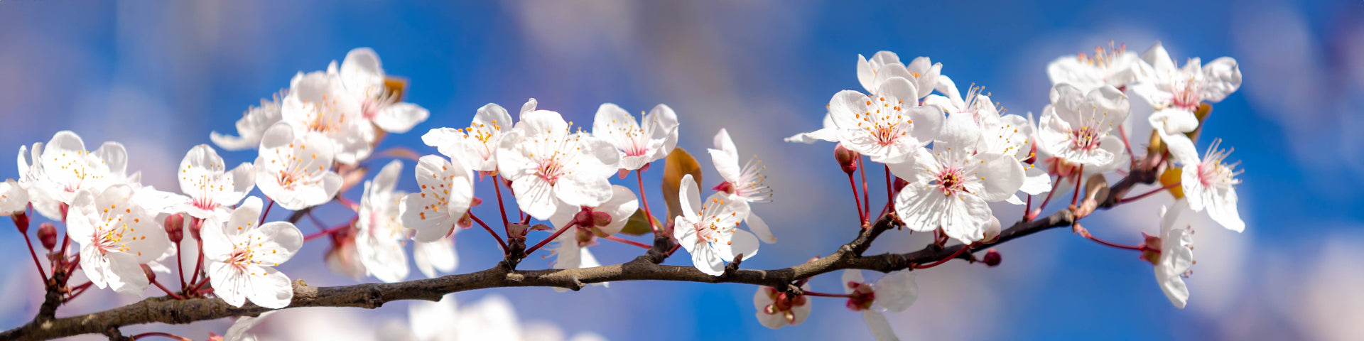 Spring flowering tree