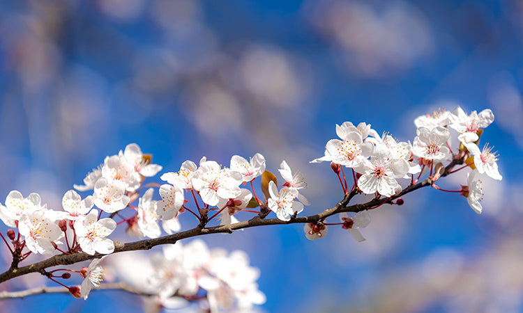 Spring flowering tree