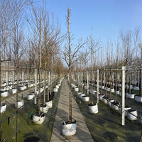 Stewartia pseudocamellia