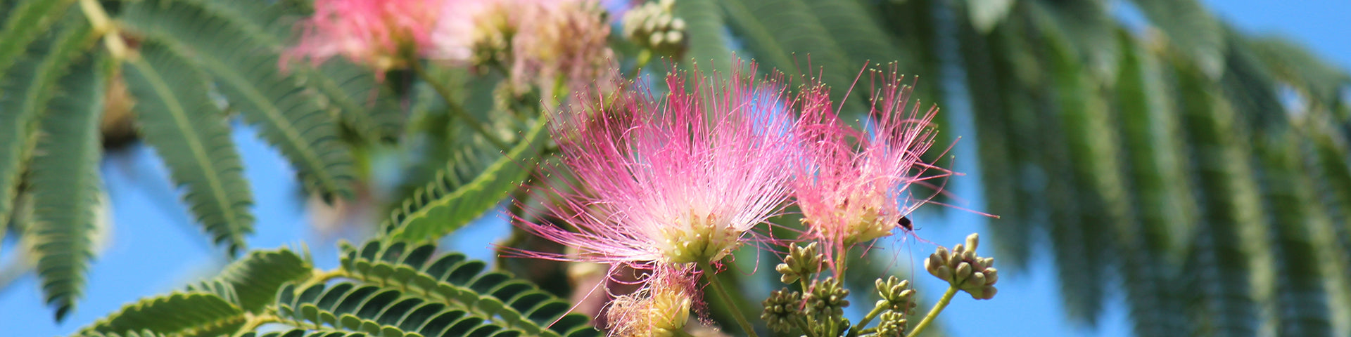 Summer flowering Silk tree
