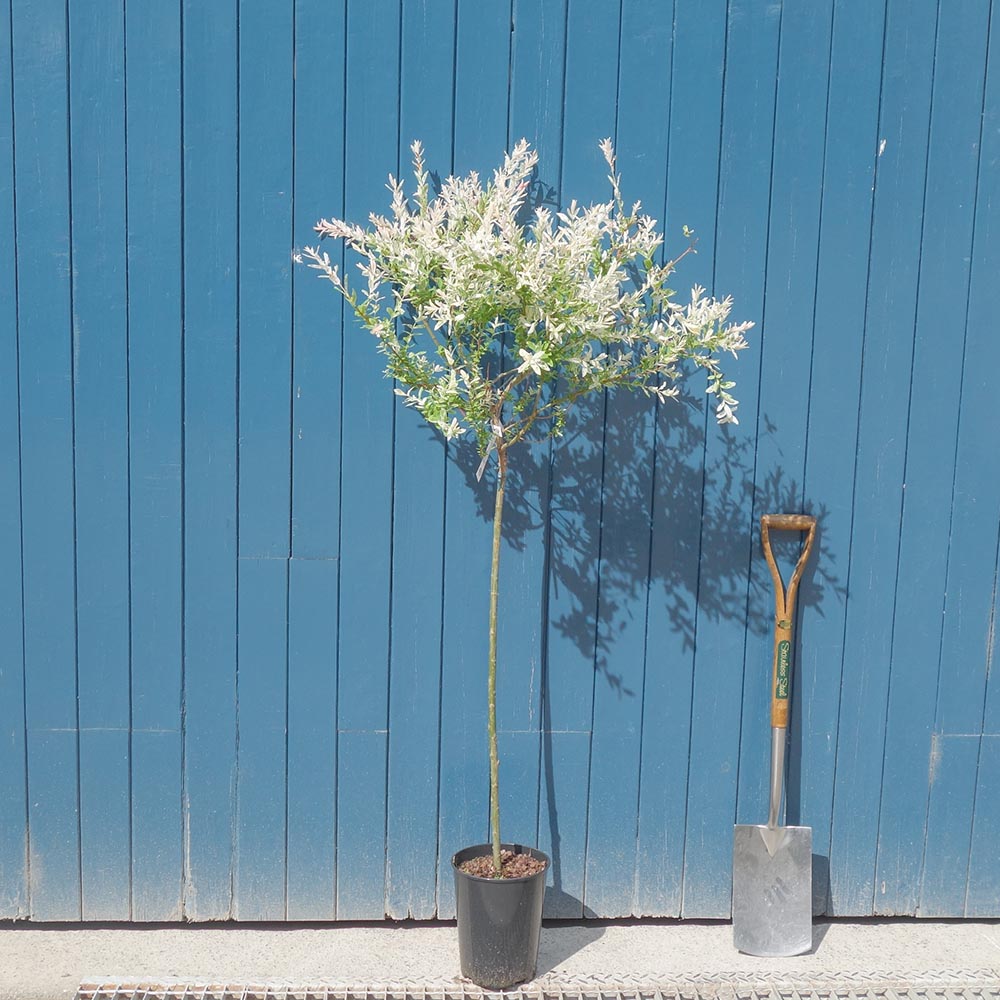 Salix integra 'Hakuro-Nishiki' Tree
