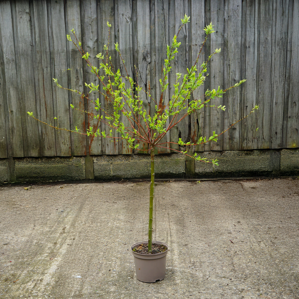 Salix Hakuro Nishiki TG