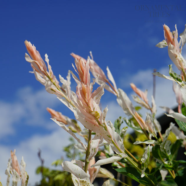 Salix integra 'Hakuro-Nishiki' Flamingo Willow