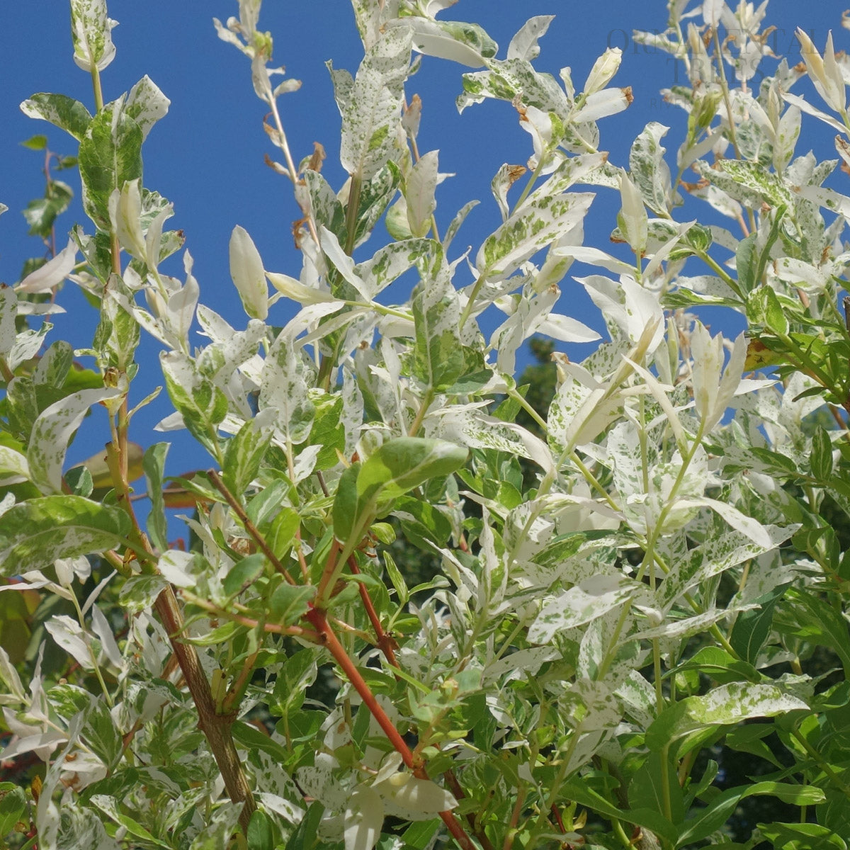 Salix integra 'Hakuro-Nishiki' patterned Willow leaves