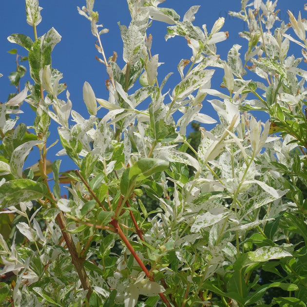 Salix integra 'Hakuro-Nishiki' patterned Willow leaves