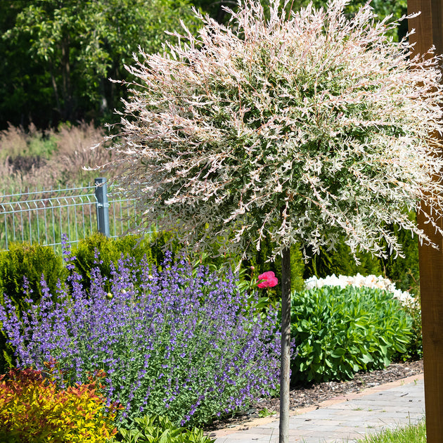 Salix integra 'Hakuro-Nishiki' Flamingo Willow