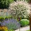 Salix integra 'Hakuro-Nishiki' Flamingo Willow