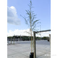 Standard tree, 8-10cm girth, 2.5-3.0m, 28L pot