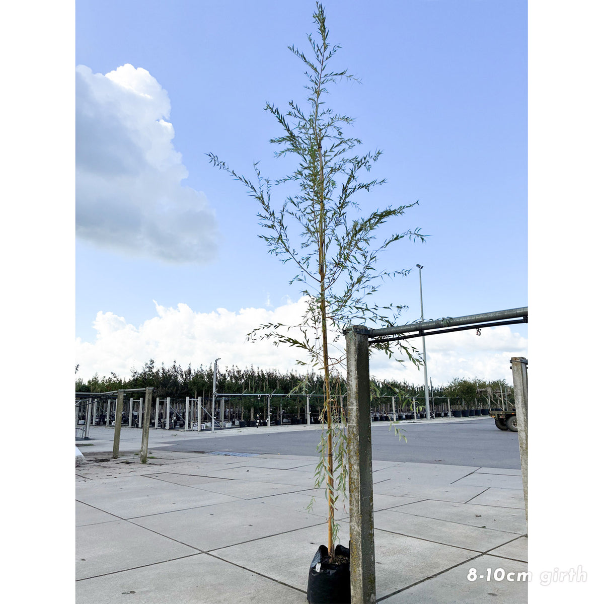 Salix x sepulcralis chrysocoma mature willow tree with 8-10cm girth