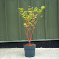 Acer palmatum 'Sango-kaku' in 12L pot