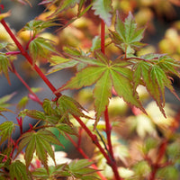 Acer palmatum 'Sango-kaku' coral bark maple