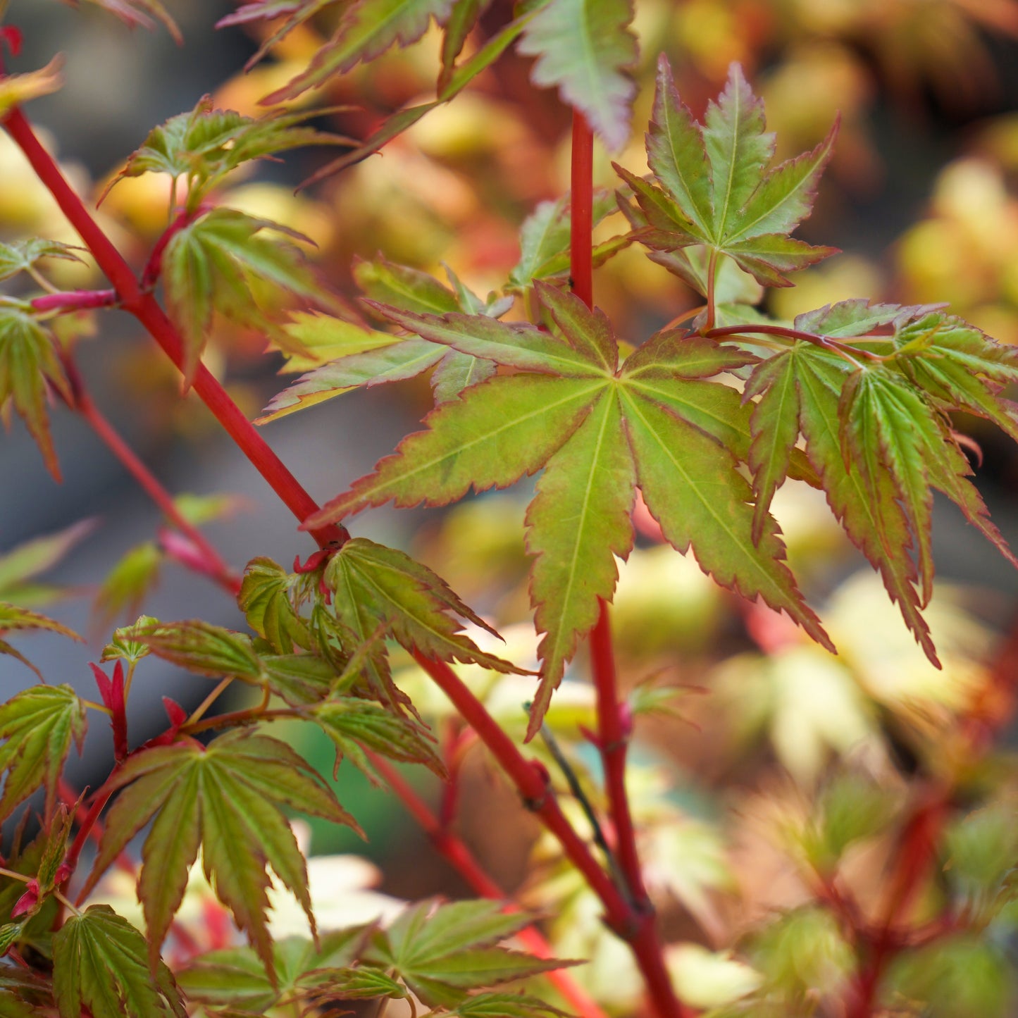 Acer palmatum 'Sango-kaku' coral bark maple