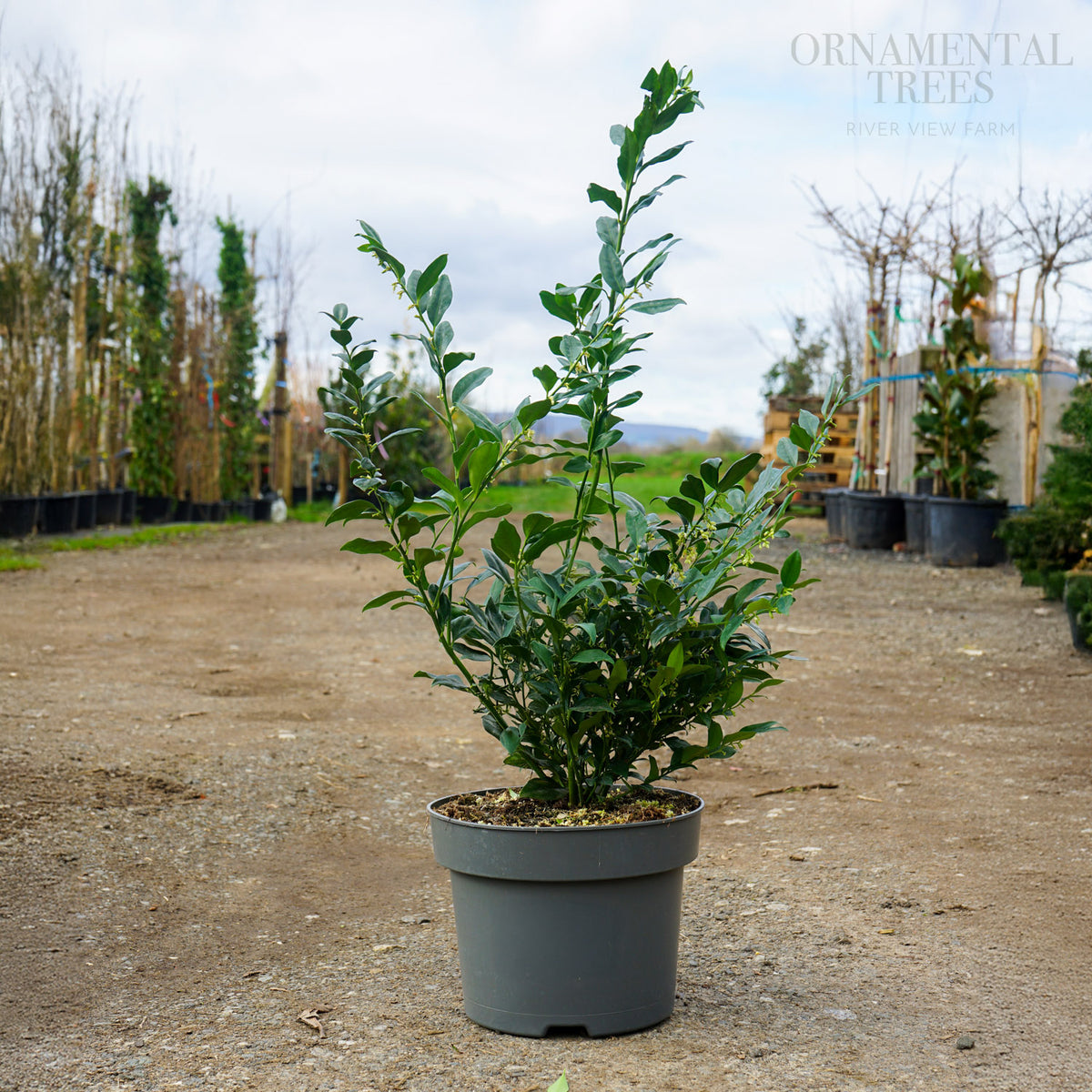Sarcococca confusa | Sweet Box | Ornamental Trees