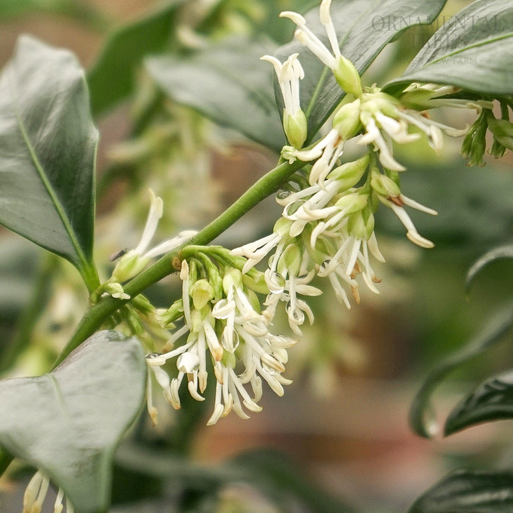 Sarcococca confusa Shrub