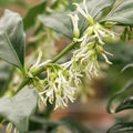 Sarcococca confusa Shrub