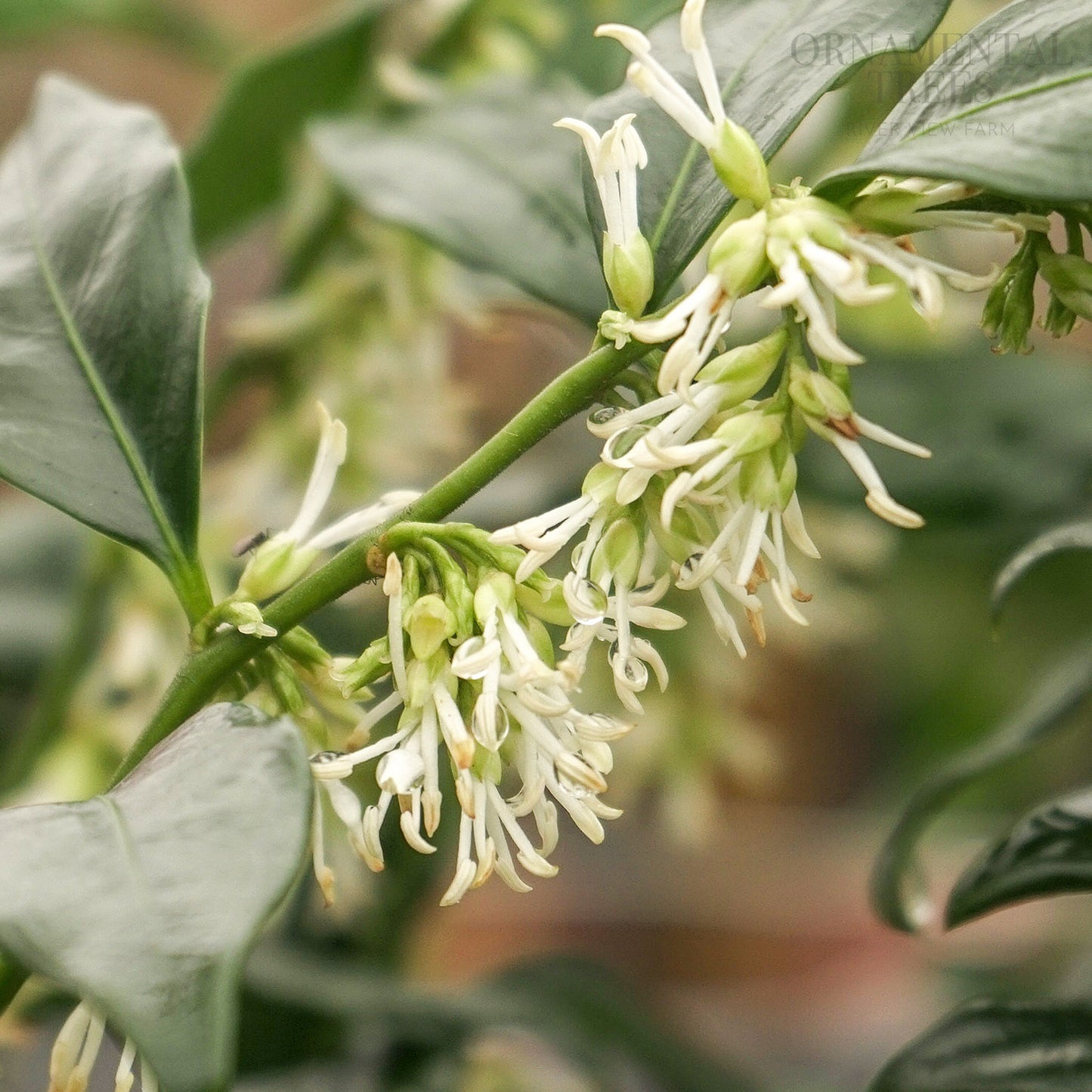 Sarcococca confusa Shrub