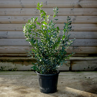 Sarcococca confusa 10L Shrub