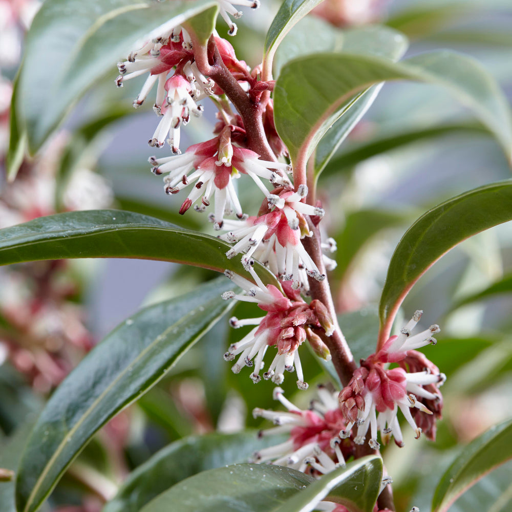 Sarcococca hookeriana Winter Gem Shrub