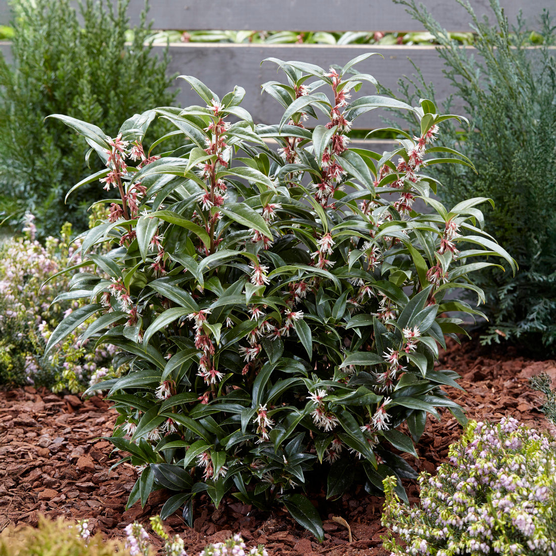Sarcococca hookeriana Winter Gem Sweet Box | Ornamental Trees