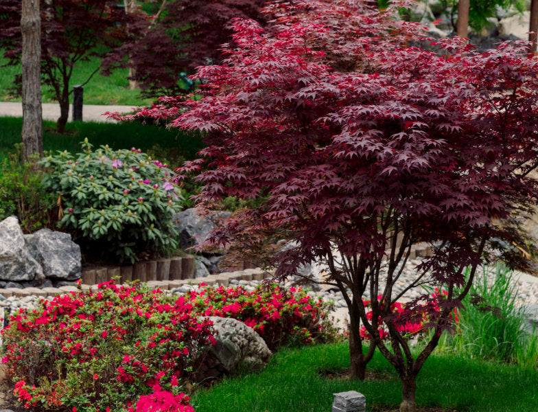 Japanese Maple tree in a garden