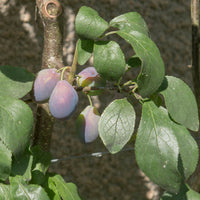 Shropshine Prune Damson tree with fruit on