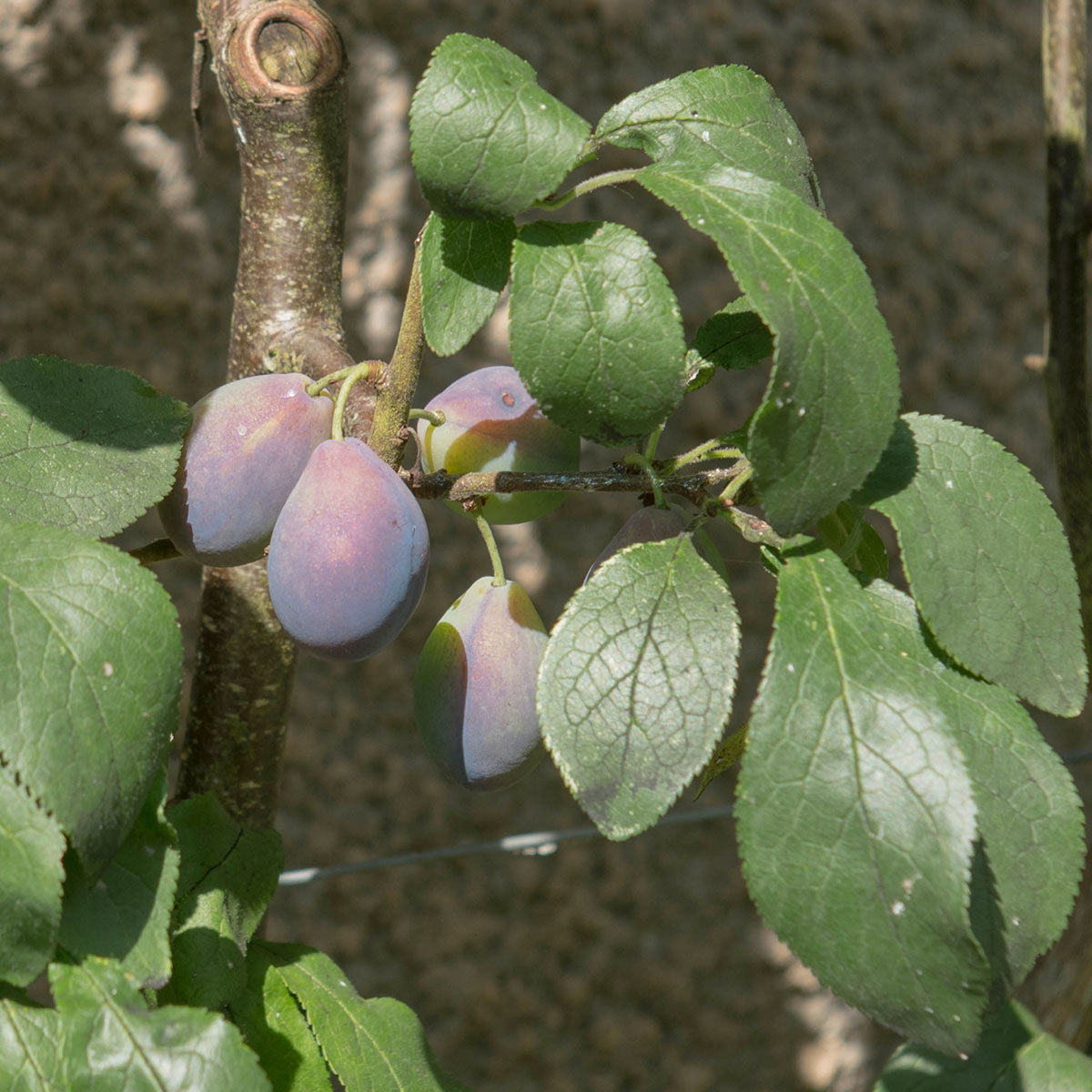 Dansom Tree Shropshire Prune Damson Tree | Cooking Damsons | Ornamental Trees