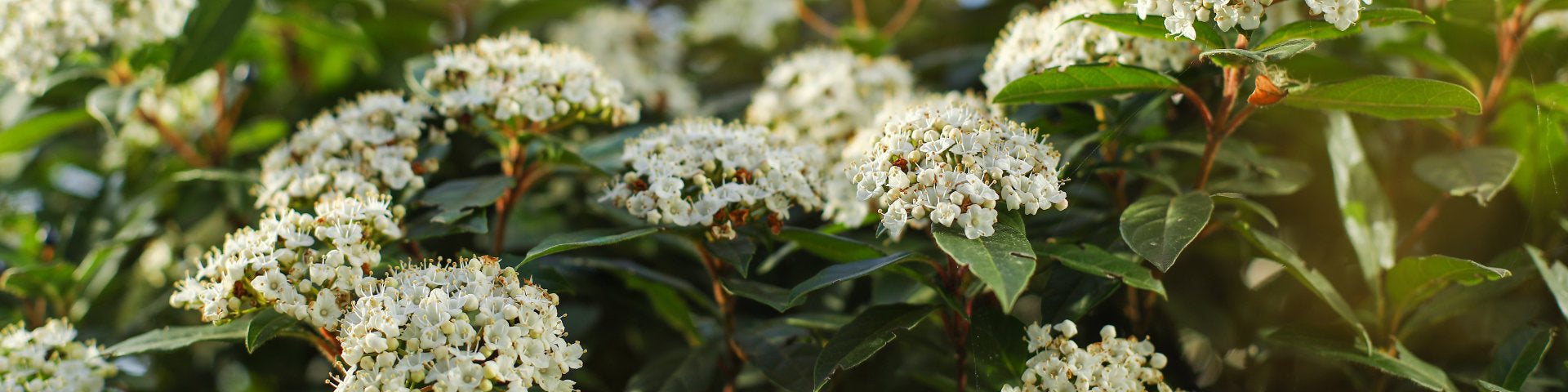 Shrubs for clay soil banner