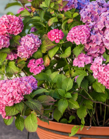 Shrubs For Pots & Patio Containers | Ornamental Trees